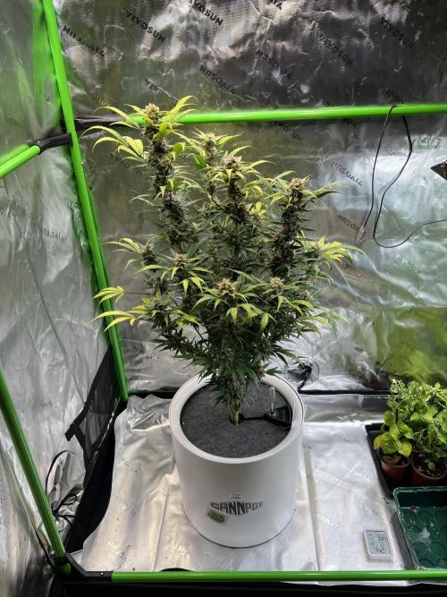 GoodGenetix | Thundae-G Auto. Week 8