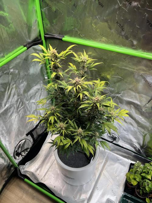 GoodGenetix | Thundae-G Auto. Week 8