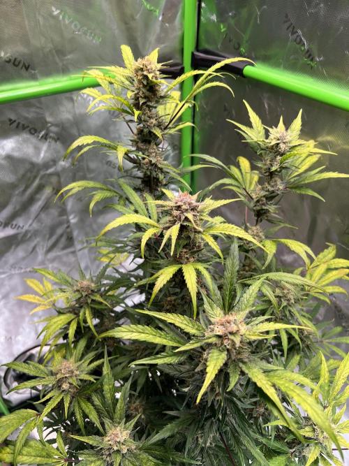 GoodGenetix | Thundae-G Auto. Week 8