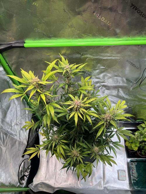 GoodGenetix | Thundae-G Auto. Week 8
