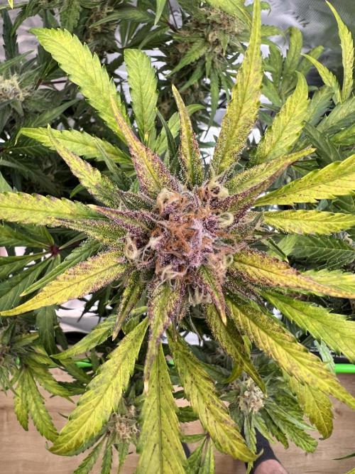 GoodGenetix | Thundae-G Auto. Week 8