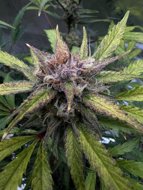GoodGenetix | Thundae-G Auto. Week 8