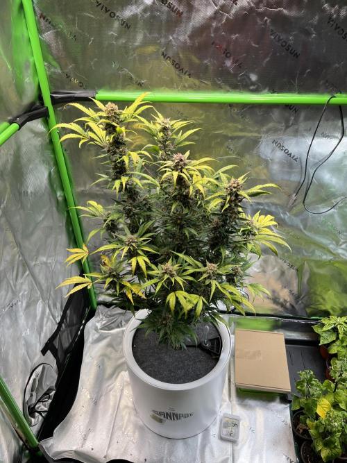 GoodGenetix | Thundae-G Auto. Week 8