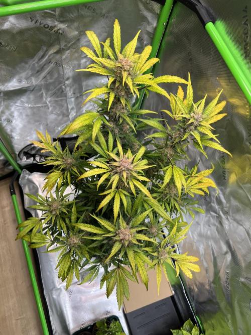 GoodGenetix | Thundae-G Auto. Week 8