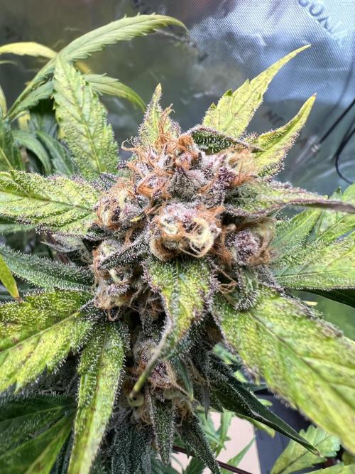 GoodGenetix | Thundae-G Auto. Week 8