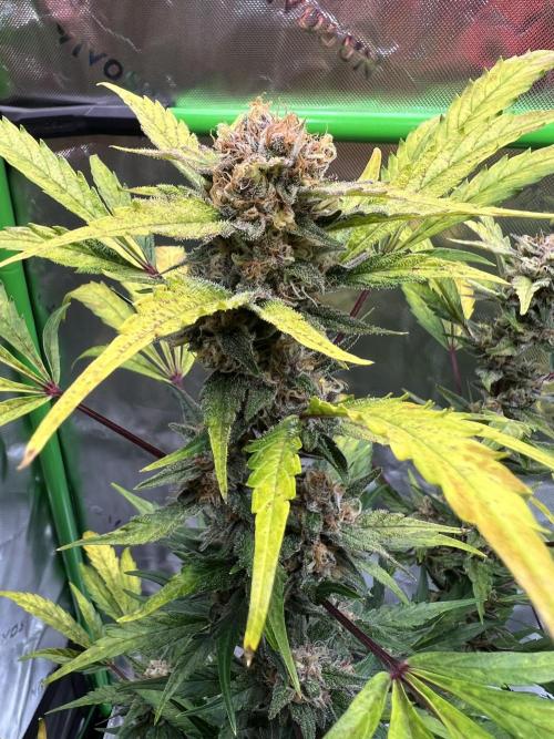 GoodGenetix | Thundae-G Auto. Week 8