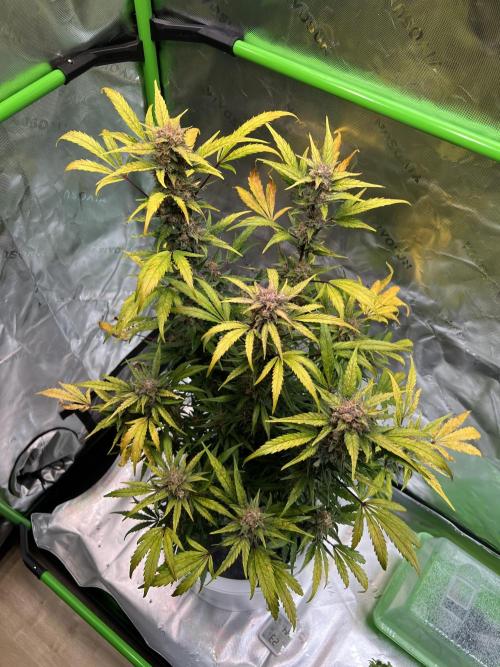 GoodGenetix | Thundae-G Auto. Week 8