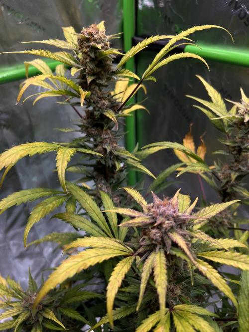 GoodGenetix | Thundae-G Auto. Week 8