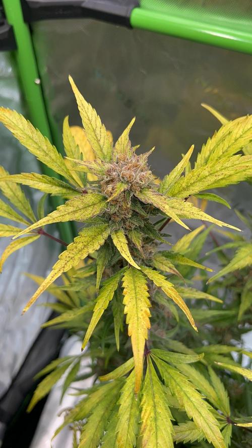 GoodGenetix | Thundae-G Auto. Week 8