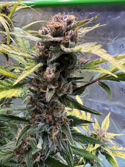 GoodGenetix | Thundae-G Auto. Week 8