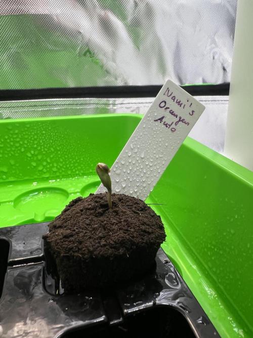Nami’s Orangen Auto (by V-Buds). Week 0