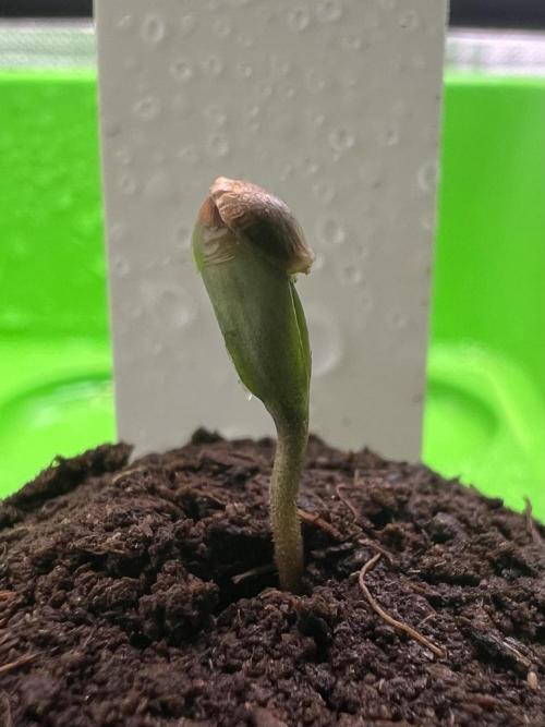 Nami’s Orangen Auto (by V-Buds). Week 0