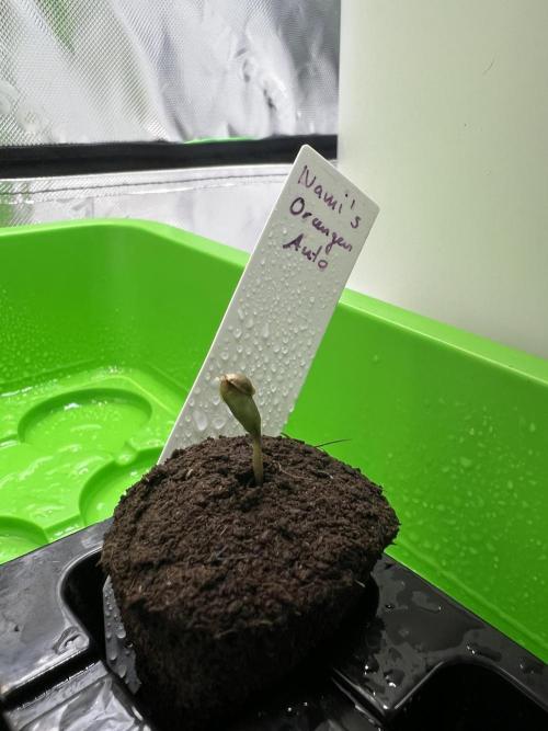 Nami’s Orangen Auto (by V-Buds). Week 0