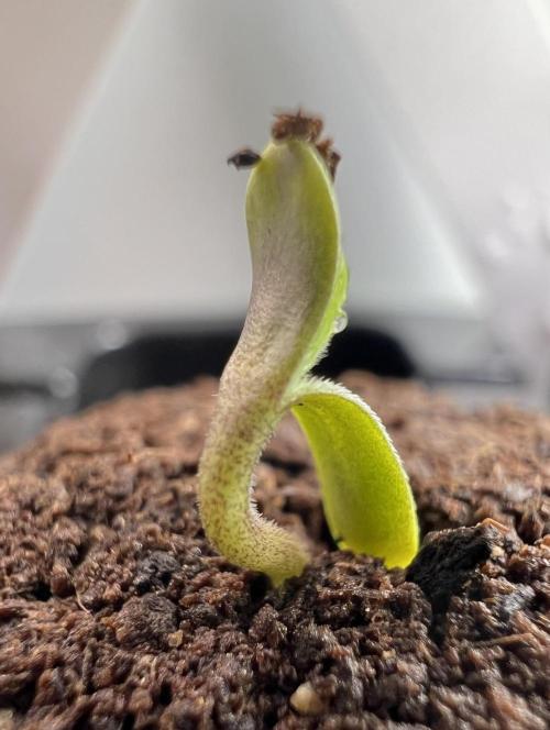 G-Donutz Auto (by GoodGenetix). Week 0