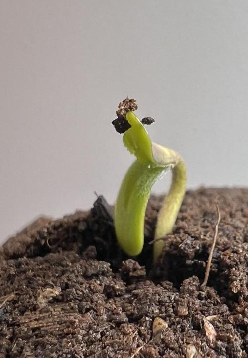 G-Donutz Auto (by GoodGenetix). Week 0