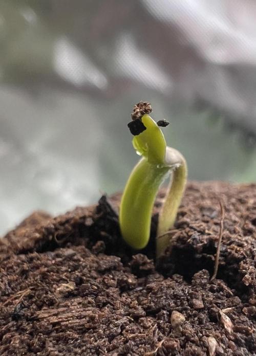 G-Donutz Auto (by GoodGenetix). Week 0