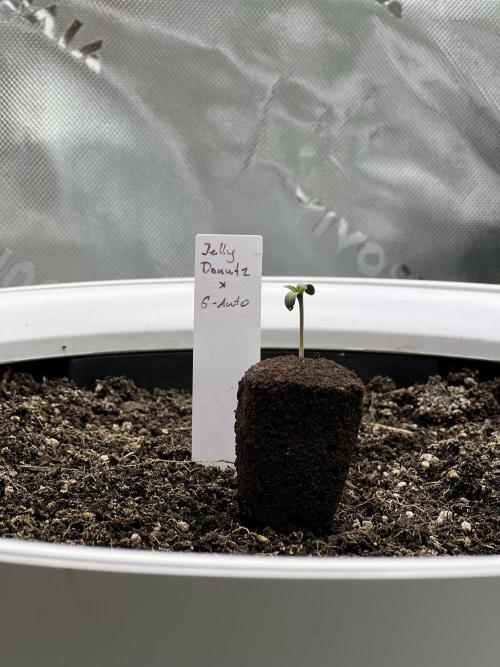 G-Donutz Auto (by GoodGenetix). Week 0