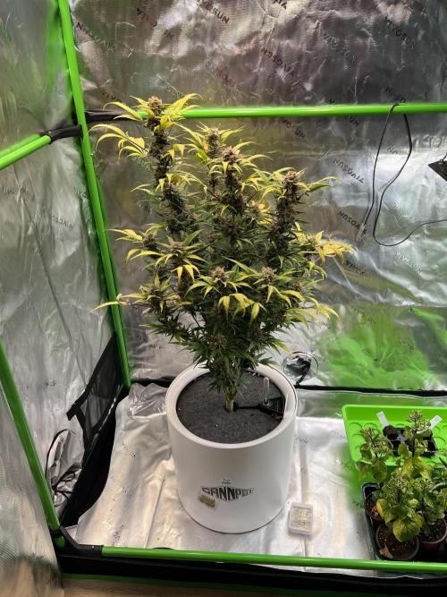 GoodGenetix | Thundae-G Auto. Week 8