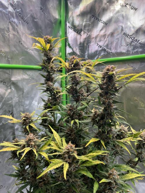 GoodGenetix | Thundae-G Auto. Week 8