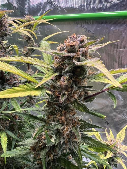 GoodGenetix | Thundae-G Auto. Week 8