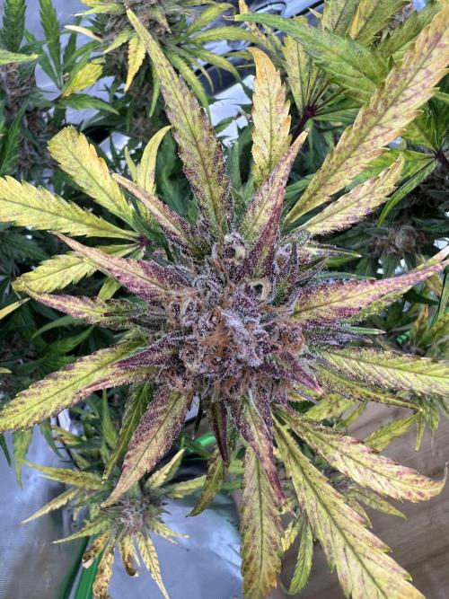 GoodGenetix | Thundae-G Auto. Week 8
