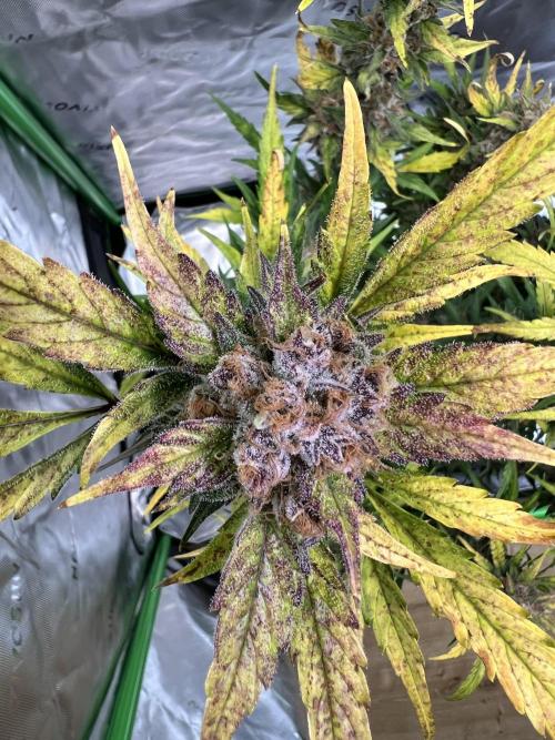 Sundae Thumper x Guava Auto. Week 8