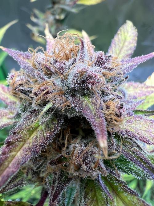 GoodGenetix | Thundae-G Auto. Week 9
