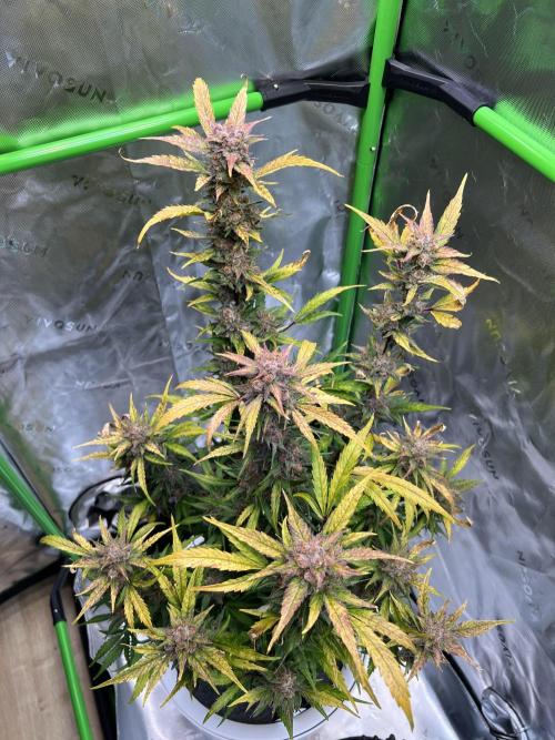 GoodGenetix | Thundae-G Auto. Week 9