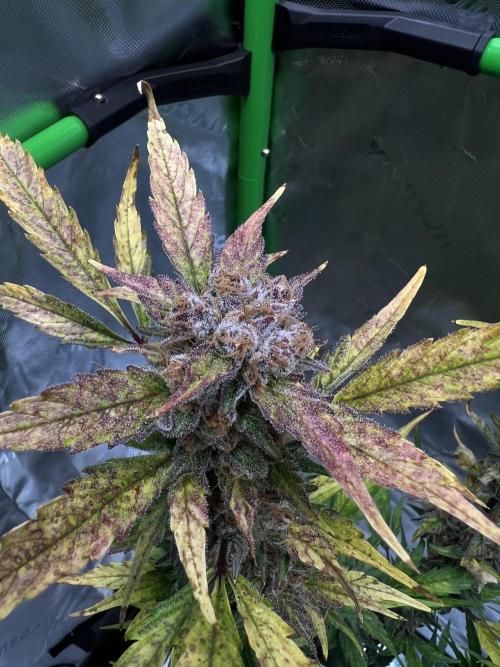 GoodGenetix | Thundae-G Auto. Week 9