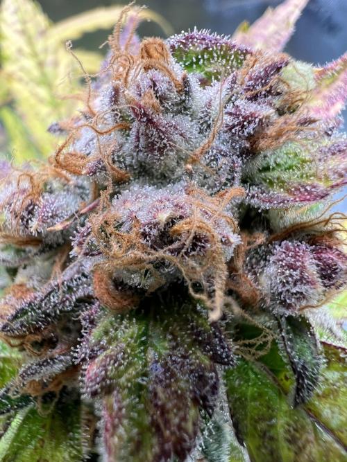 GoodGenetix | Thundae-G Auto. Week 9