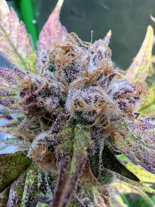 GoodGenetix | Thundae-G Auto. Week 9