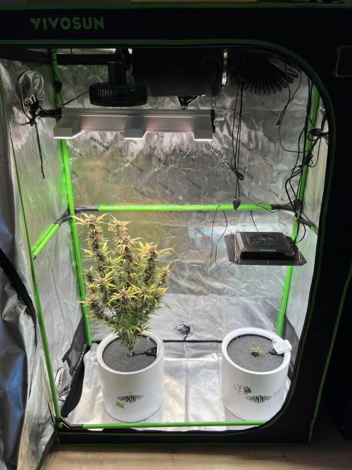 GoodGenetix | Thundae-G Auto. Week 9