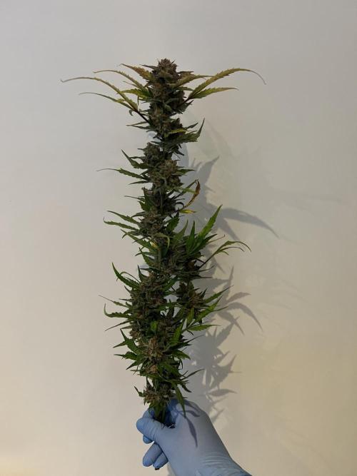 GoodGenetix | Thundae-G Auto. Week 9