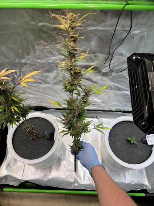 GoodGenetix | Thundae-G Auto. Week 9