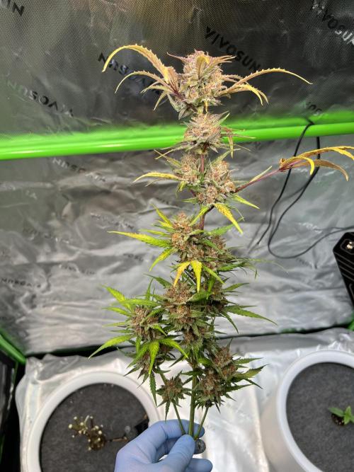 GoodGenetix | Thundae-G Auto. Week 9