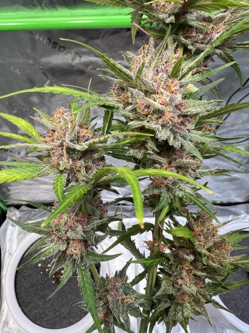 GoodGenetix | Thundae-G Auto. Week 9