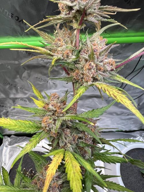 GoodGenetix | Thundae-G Auto. Week 9