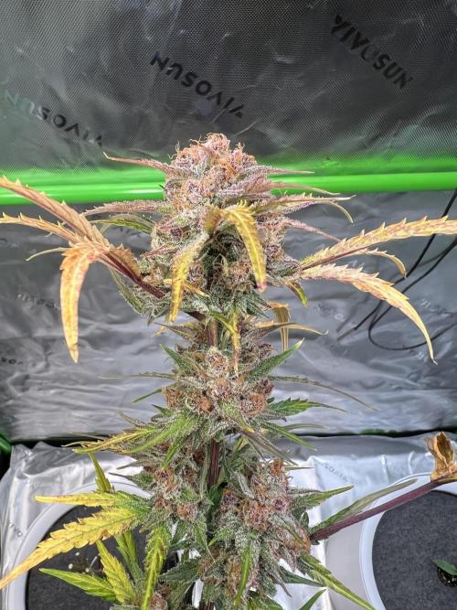 GoodGenetix | Thundae-G Auto. Week 9