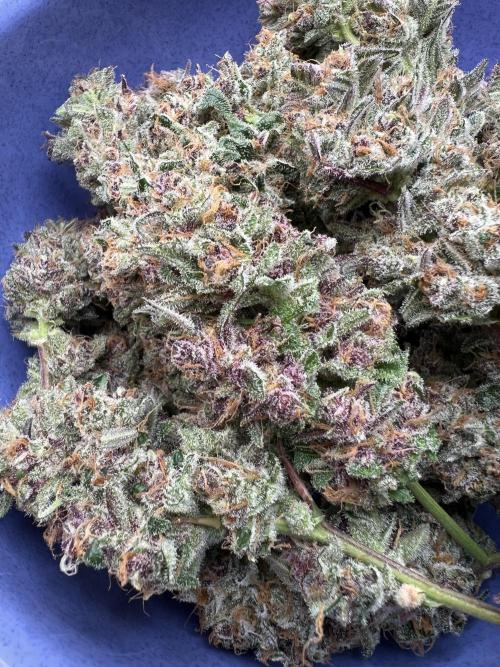 GoodGenetix | Thundae-G Auto. Week 9
