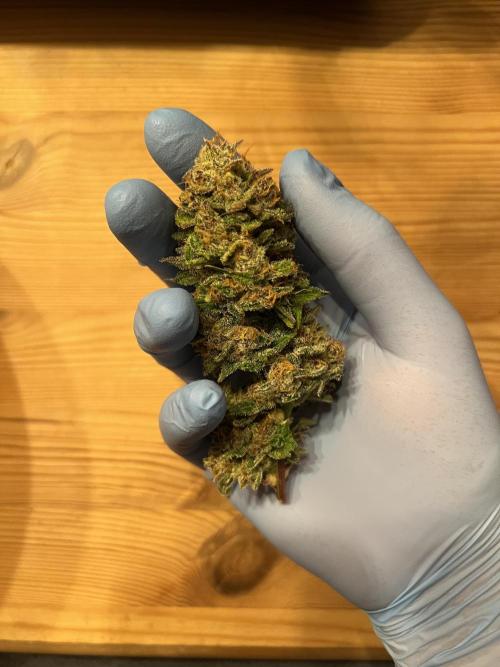 Sundae Thumper x Guava Auto. Week 9