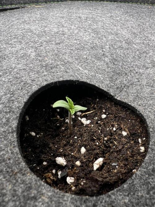 Nami’s Orangen Auto (by V-Buds). Week 0