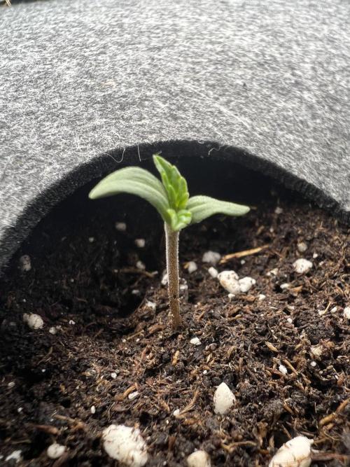 Nami’s Orangen Auto (by V-Buds). Week 0