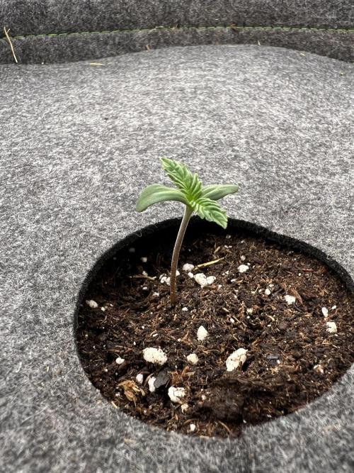 Nami’s Orangen Auto (by V-Buds). Week 0