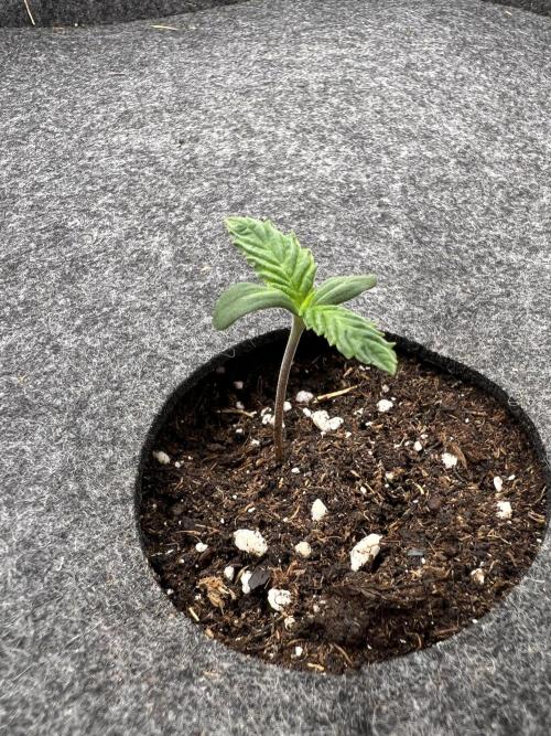 Nami’s Orangen Auto (by V-Buds). Week 0
