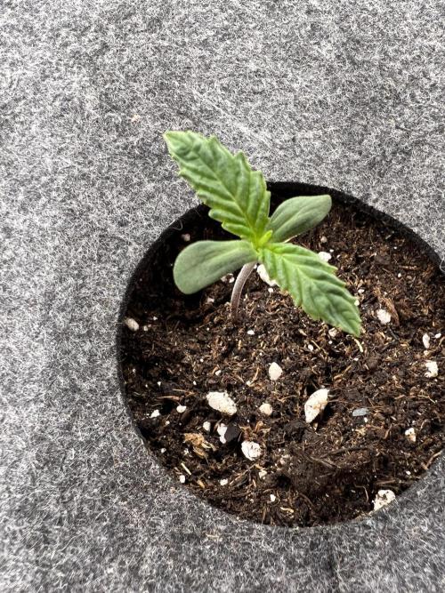 Nami’s Orangen Auto (by V-Buds). Week 0