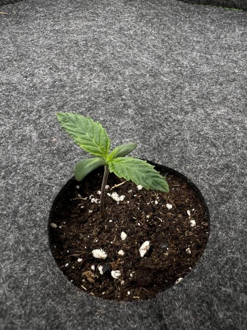 Nami’s Orangen Auto (by V-Buds). Week 1