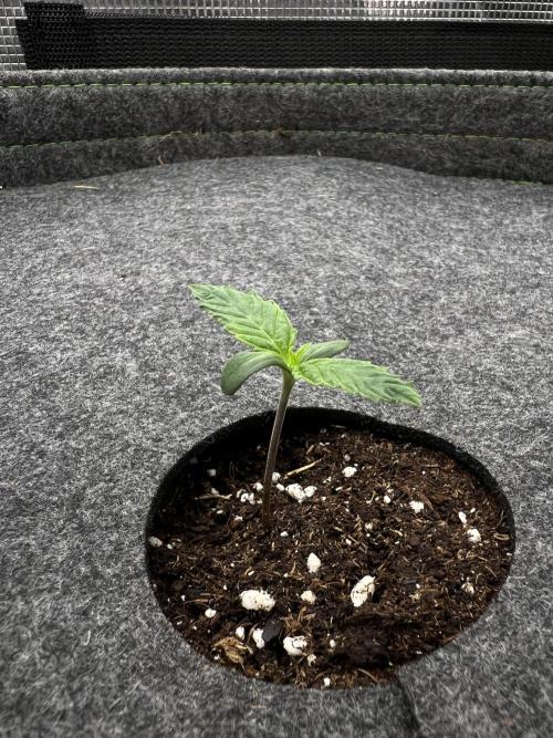 Nami’s Orangen Auto (by V-Buds). Week 1