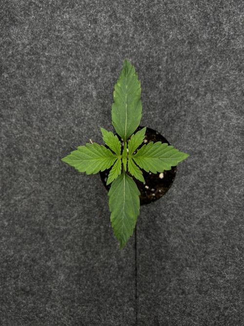 Nami’s Orangen Auto (by V-Buds). Week 1