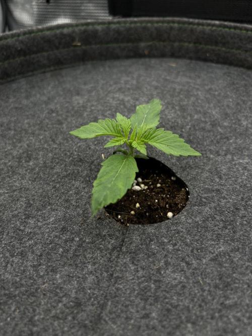 Nami’s Orangen Auto (by V-Buds). Week 1