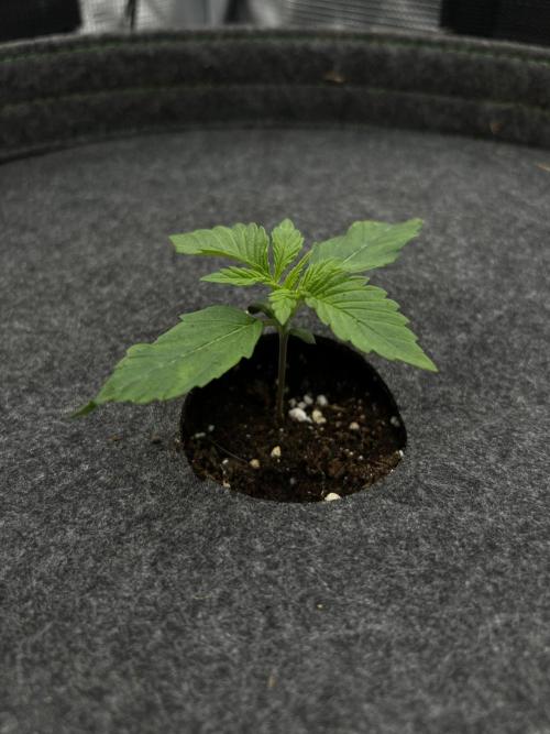 Nami’s Orangen Auto (by V-Buds). Week 1
